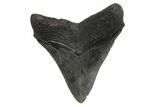 Fossil Megalodon Tooth - South Carolina #214737-1